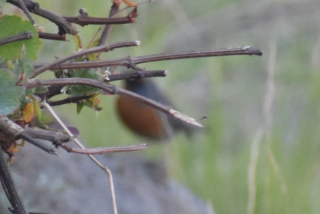 Rufous-breasted Warbling Finch - ML504055521