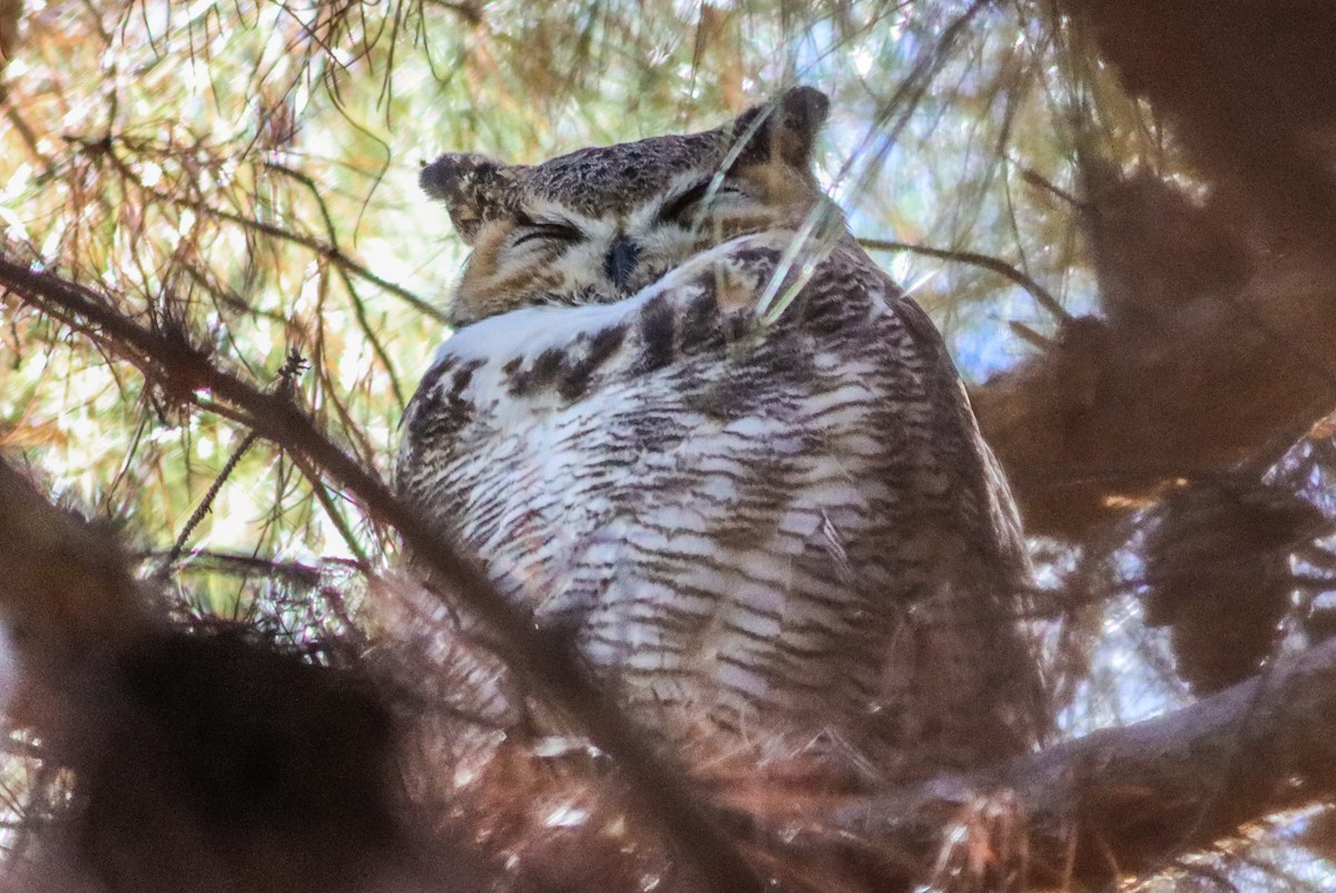 Great Horned Owl - ML504059531