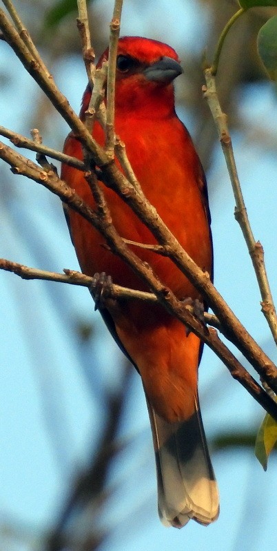 Hepatic Tanager - ML504060291