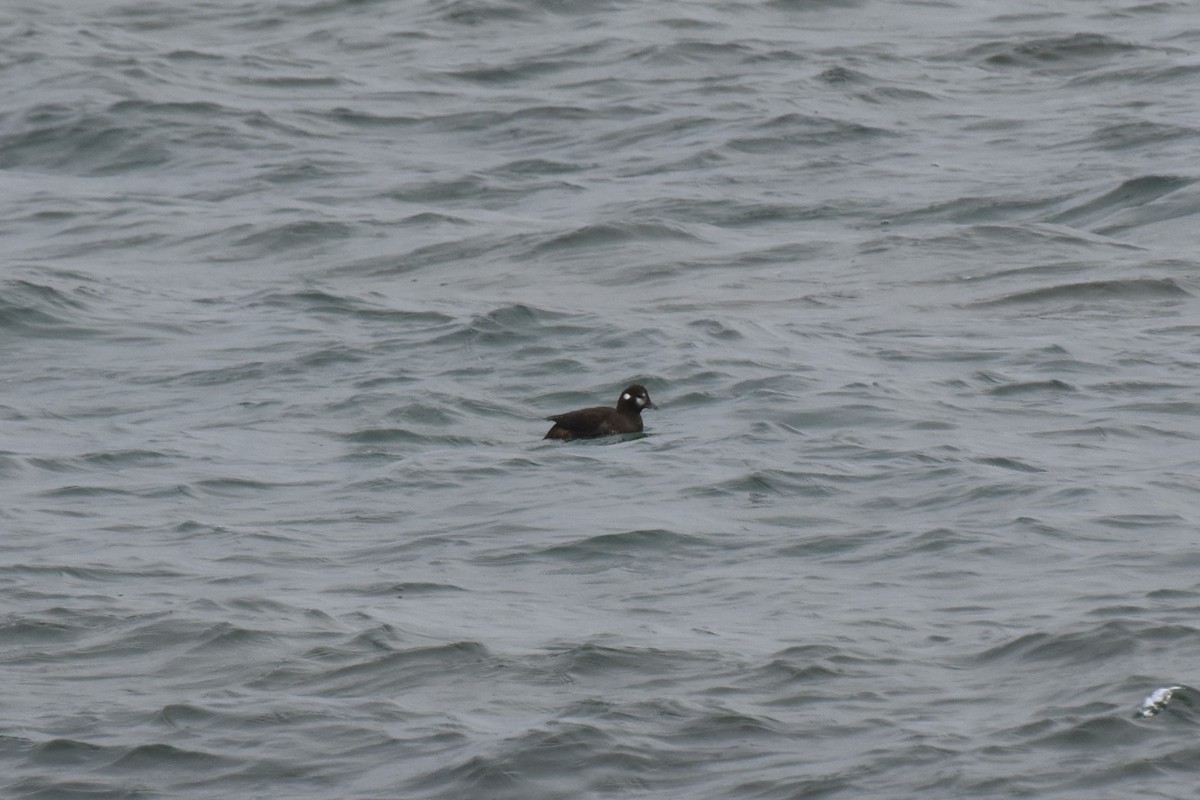 eBird Checklist - 15 Nov 2022 - Presqu'ile Provincial Park--High Bluff ...