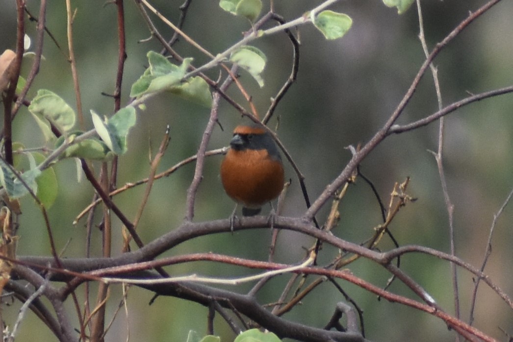 Rufous-breasted Warbling Finch - ML504062331