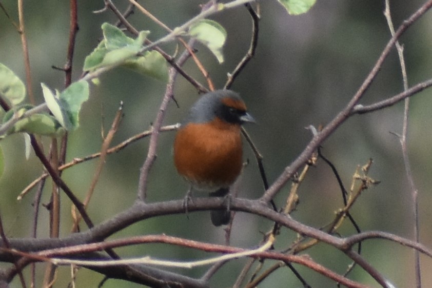 Rufous-breasted Warbling Finch - ML504062431