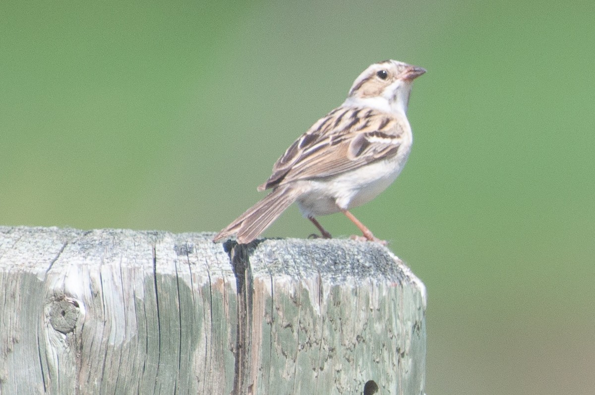 Clay-colored Sparrow - ML504066001