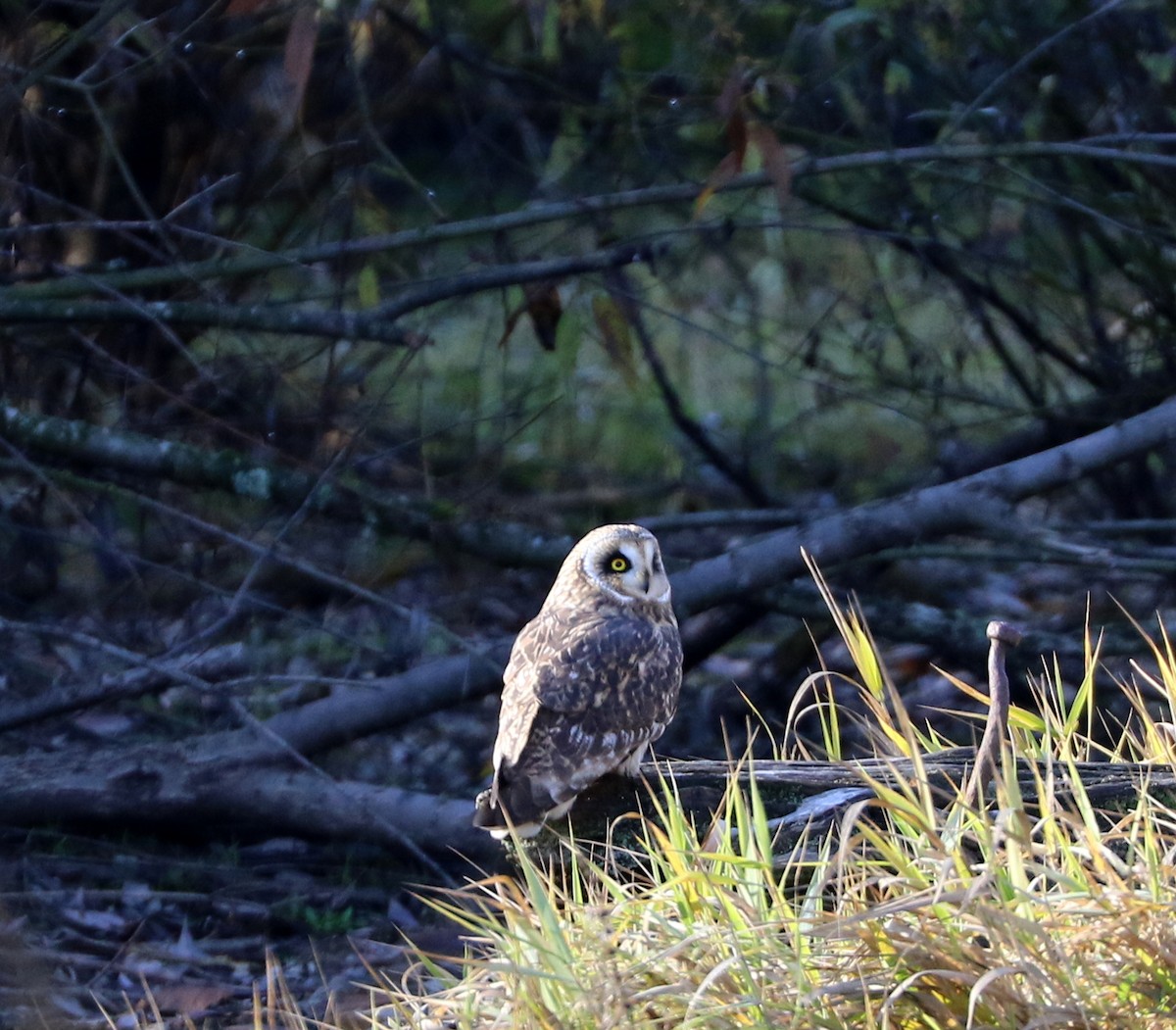 Short-eared Owl - ML504069061