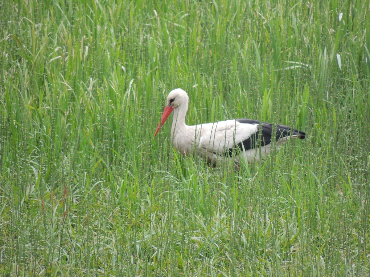 White Stork - Mark Easterbrook