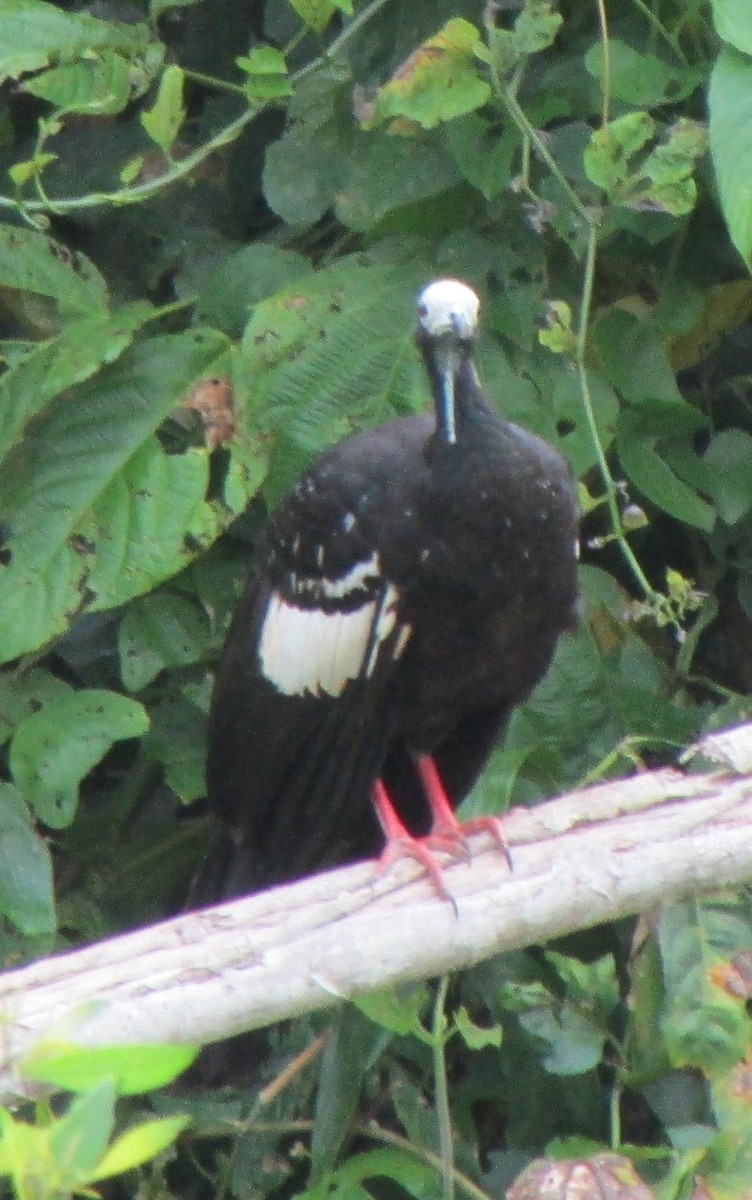 White-throated Piping-Guan - Fred  Lyons