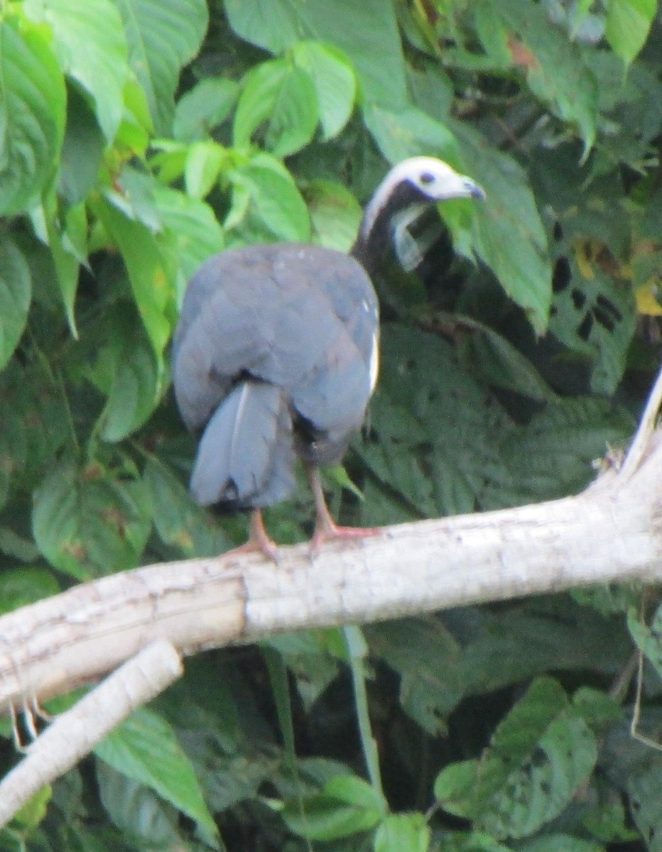 White-throated Piping-Guan - ML504073771