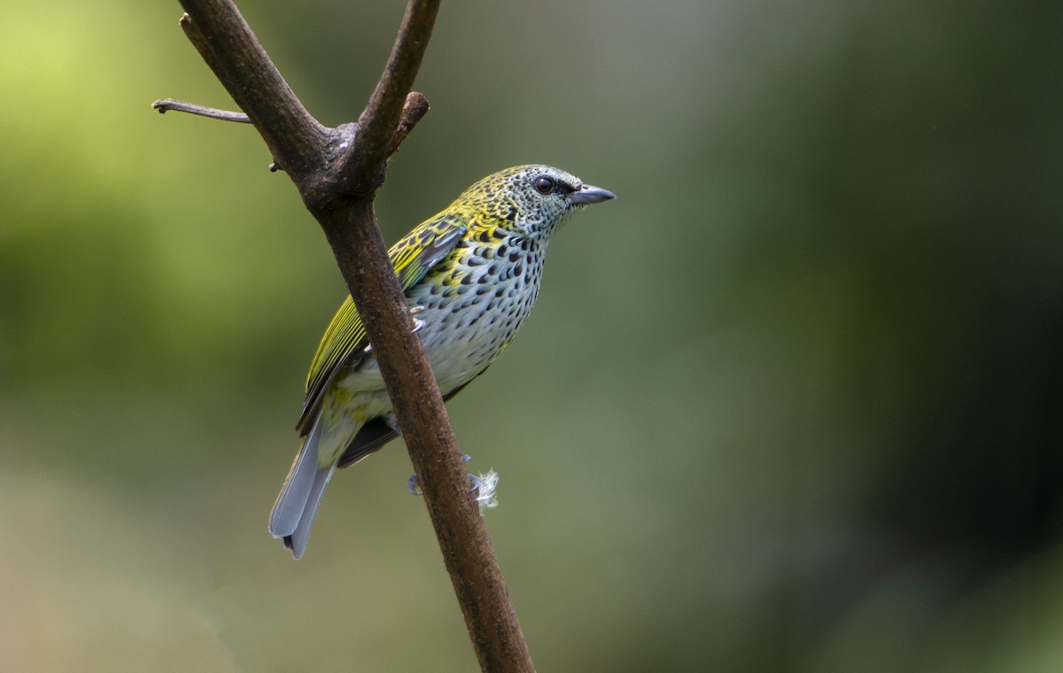 Spotted Tanager - ML504075021