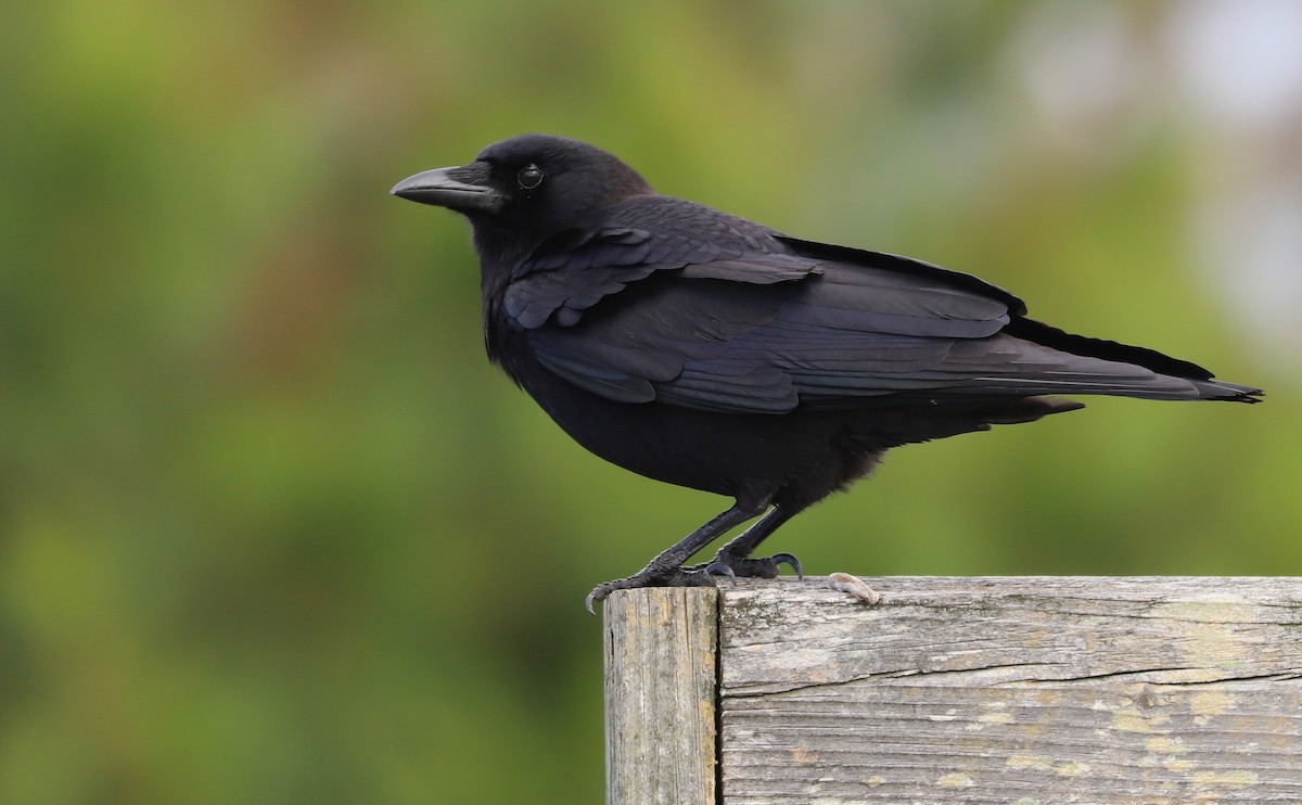 crow sp. - Rob Bielawski
