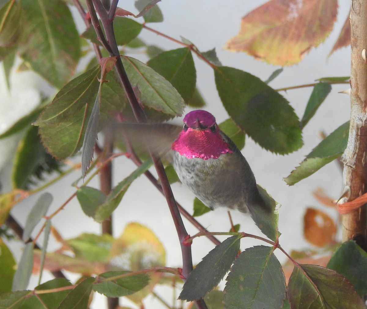 Anna's Hummingbird - ML504080231