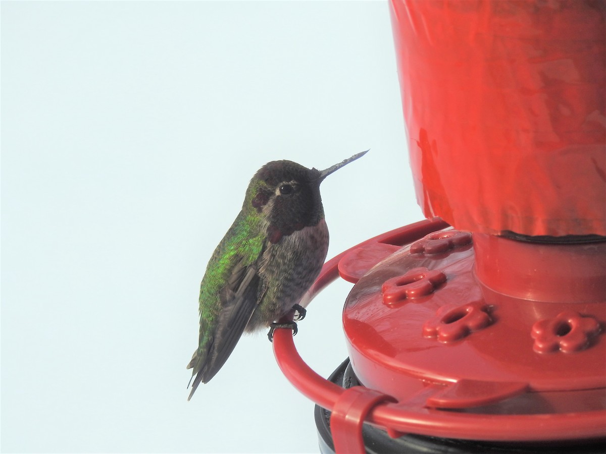 Anna's Hummingbird - Dale Heinert
