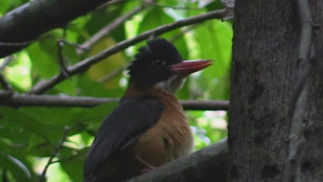 Green-backed Kingfisher (Black-headed) - ML504084411