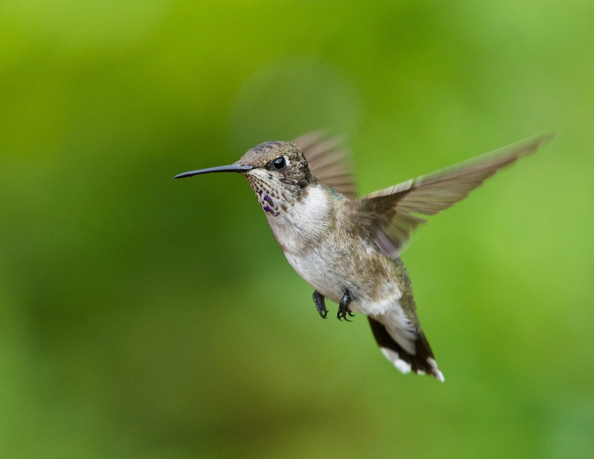 Black-chinned Hummingbird - Janice Neitzel