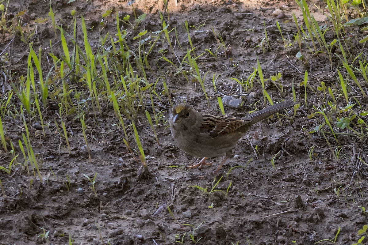 Golden-crowned Sparrow - Rodolfo Quinio