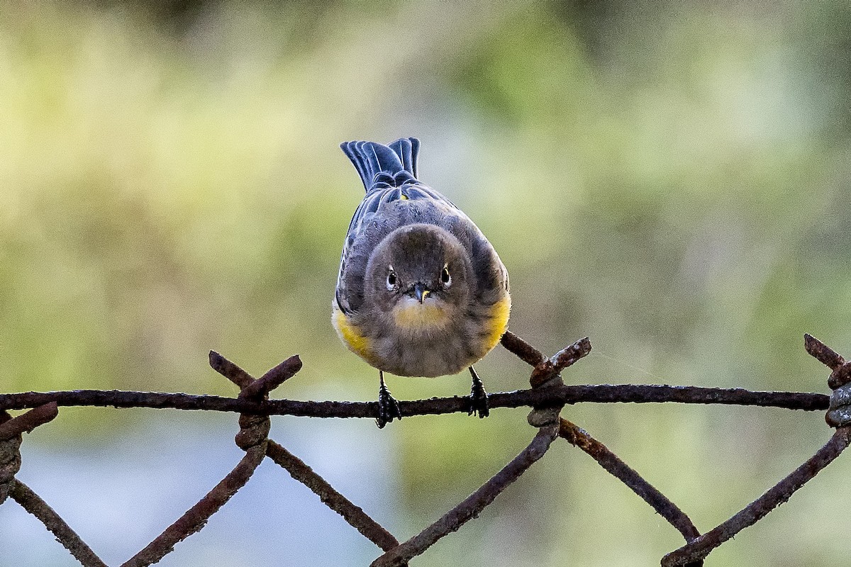 Yellow-rumped Warbler (Audubon's) - ML504090011
