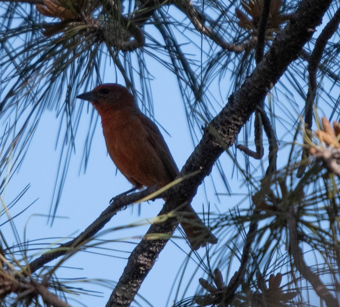 Hepatic Tanager - ML504090441