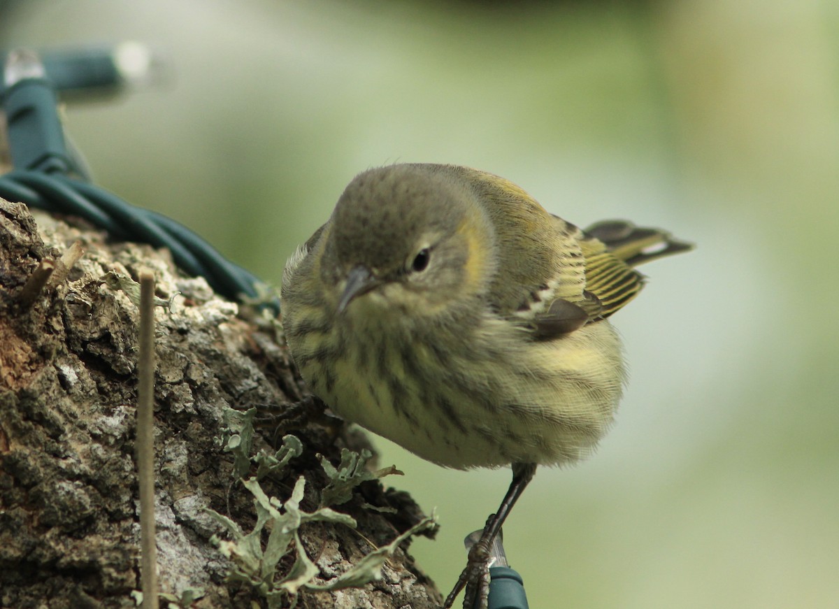 Cape May Warbler - ML504092151