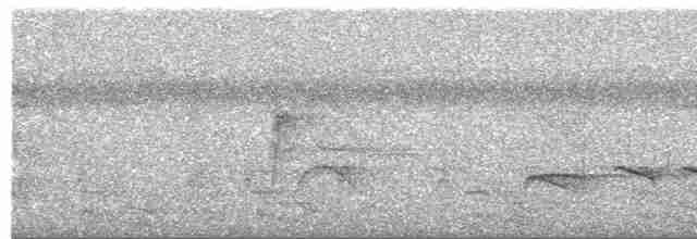 Strichelschulter-Ameisenschnäpper - ML504097521
