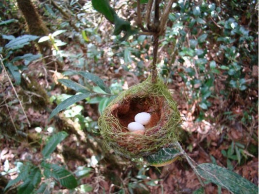 Black Inca nest with eggs - Black Inca - 