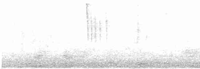 White-crested Tyrannulet (White-bellied) - ML504102851