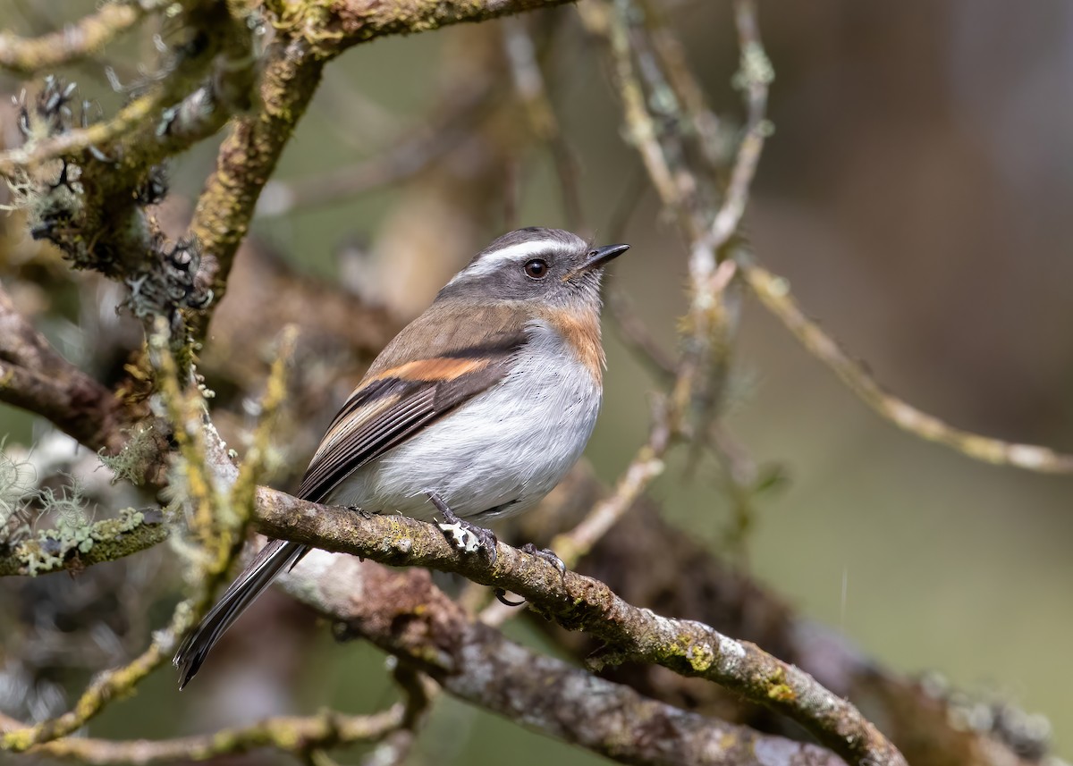 Rufous-breasted Chat-Tyrant - ML504102991