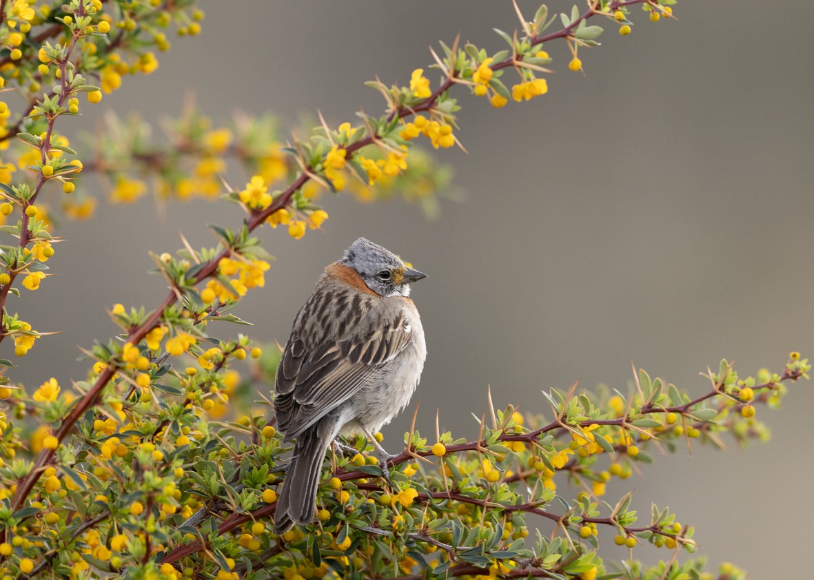 Rufous-collared Sparrow - ML504104641