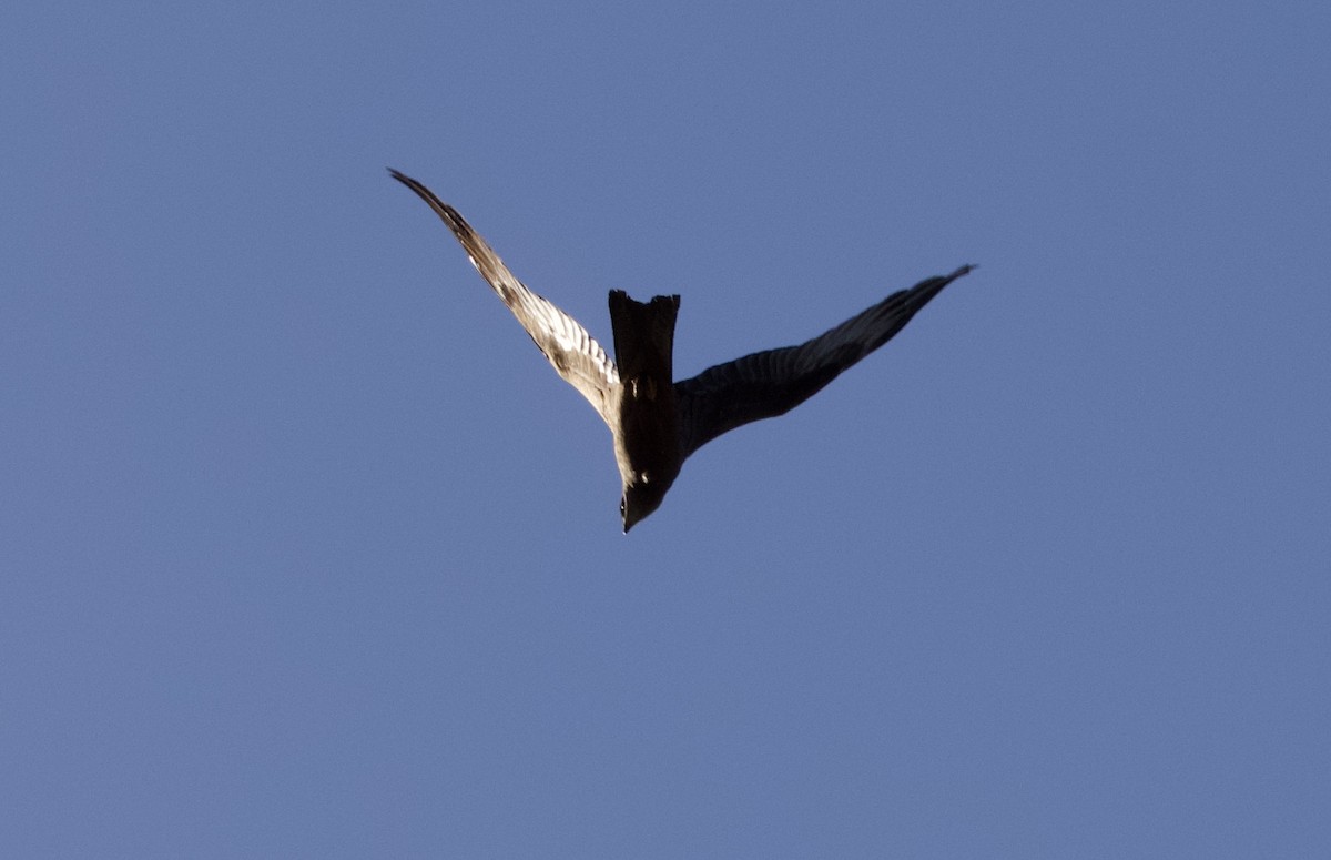 Black Kite - ML504107991