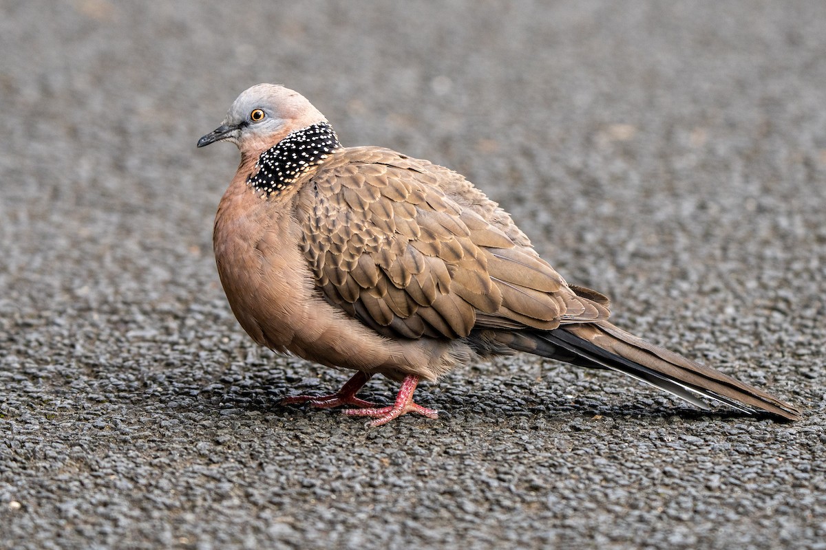 Spotted Dove - ML504108431
