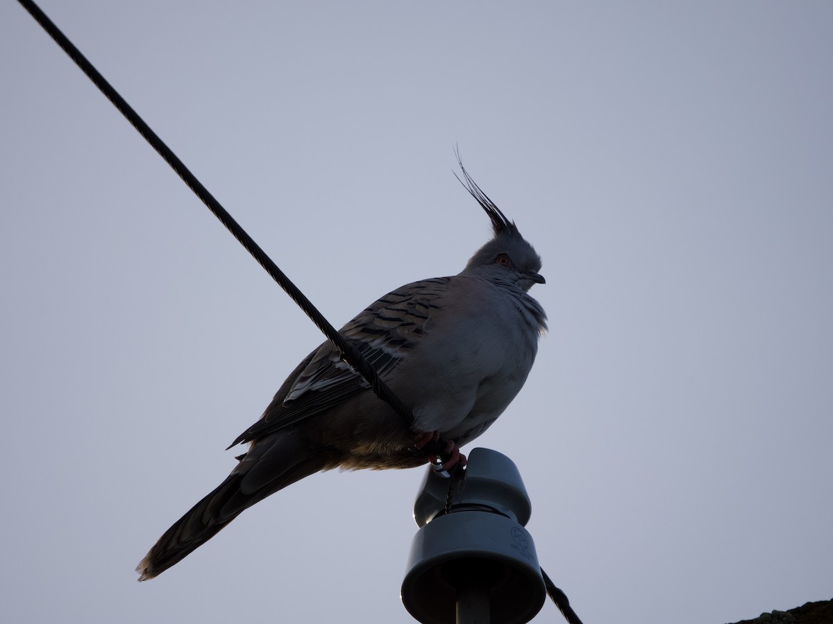 Crested Pigeon - ML504114791