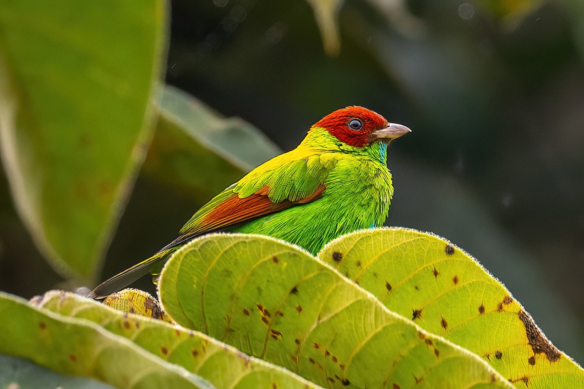 Rufous-winged Tanager - ML504115881