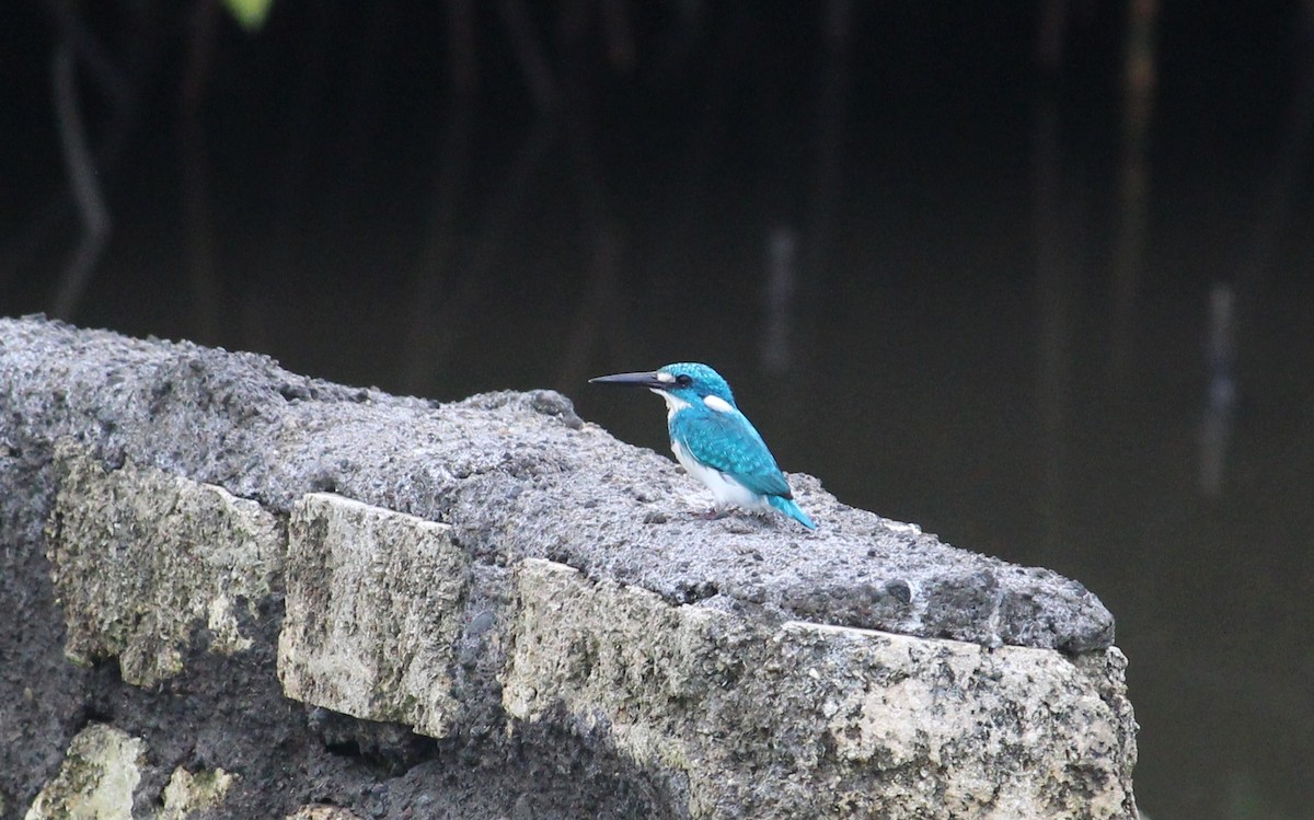Small Blue Kingfisher - Bruno Durand