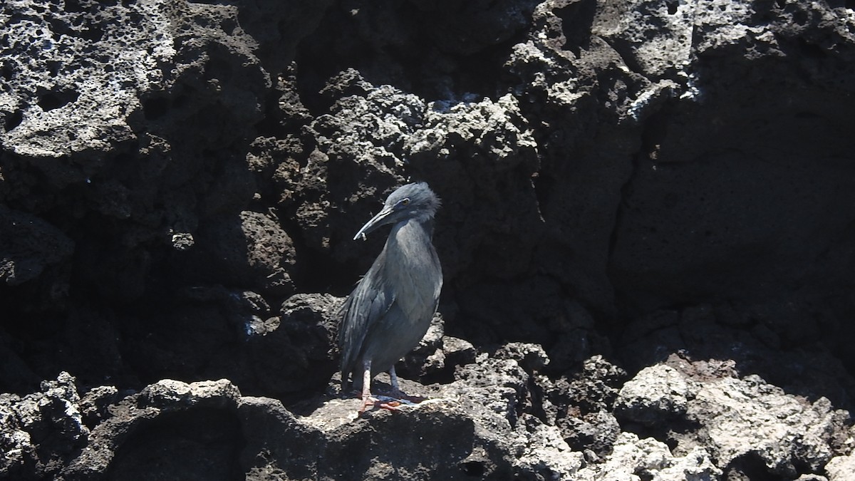 Striated Heron (Galapagos) - ML504117571