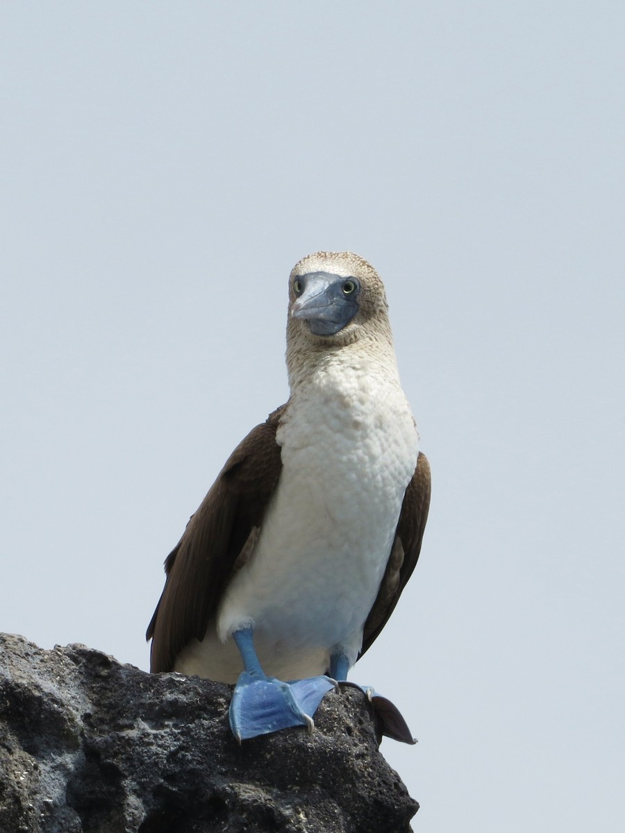 Blue-footed Booby - Chris Anderson
