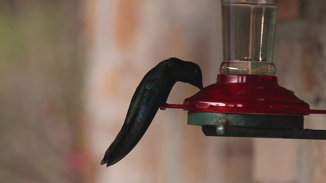 kolibřík modrokřídlý - ML504127461