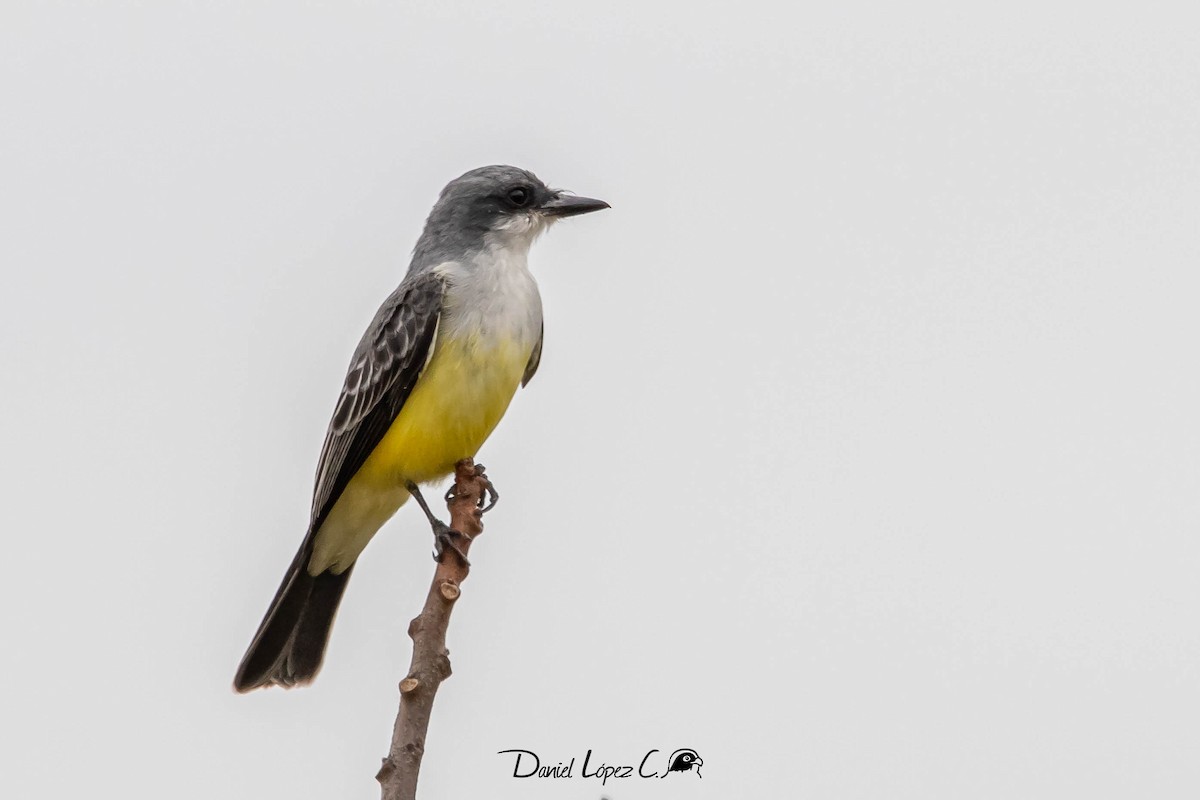 Snowy-throated Kingbird - Daniel López Condoy 🦅