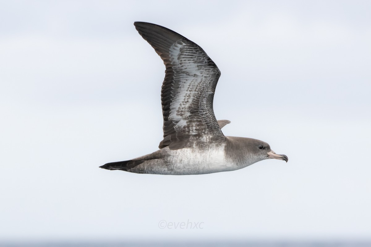 Pink-footed Shearwater - ML504130671