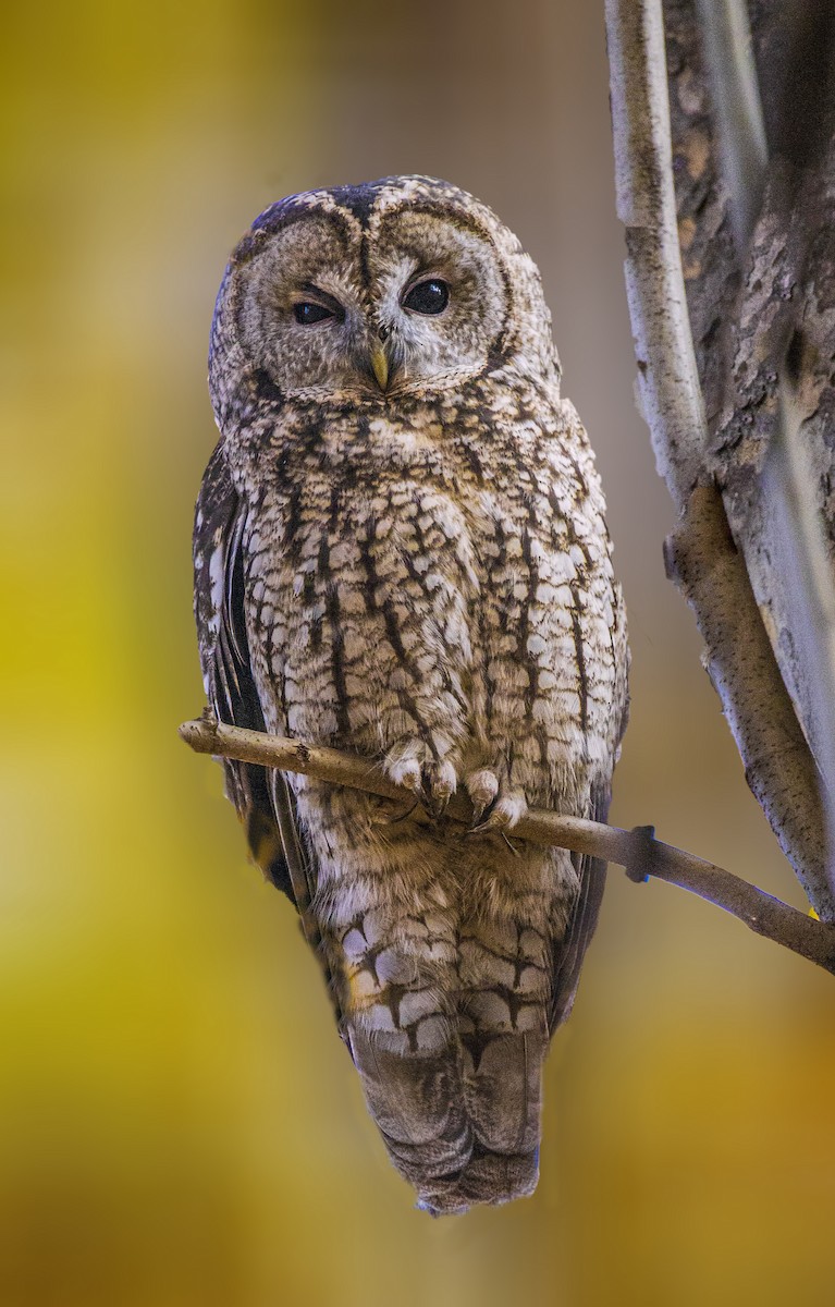 Tawny Owl - ML504132911