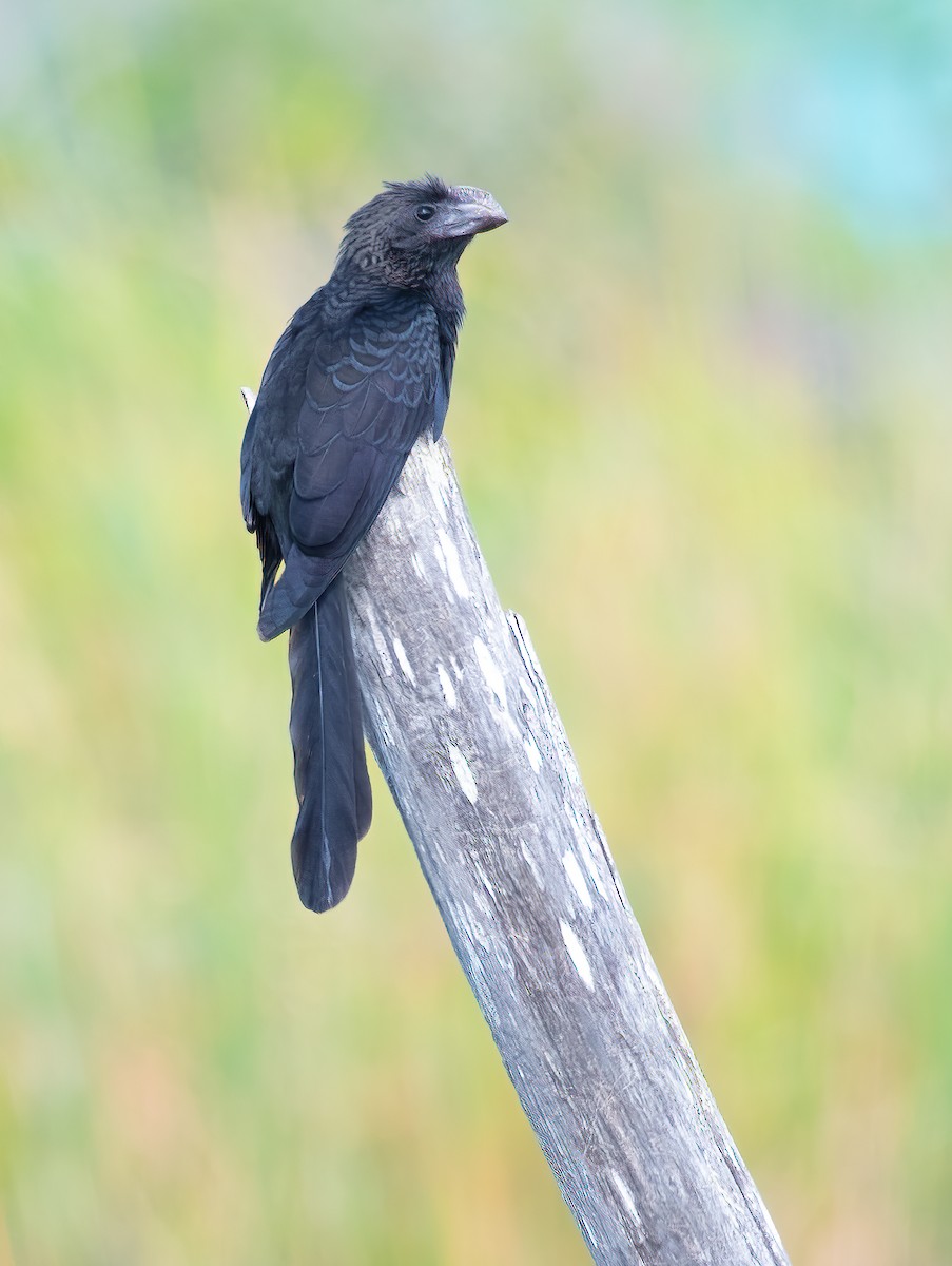 Smooth-billed Ani - Norman Welsh