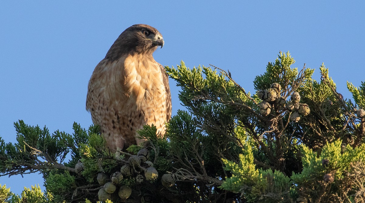 Red-tailed Hawk - ML504134681