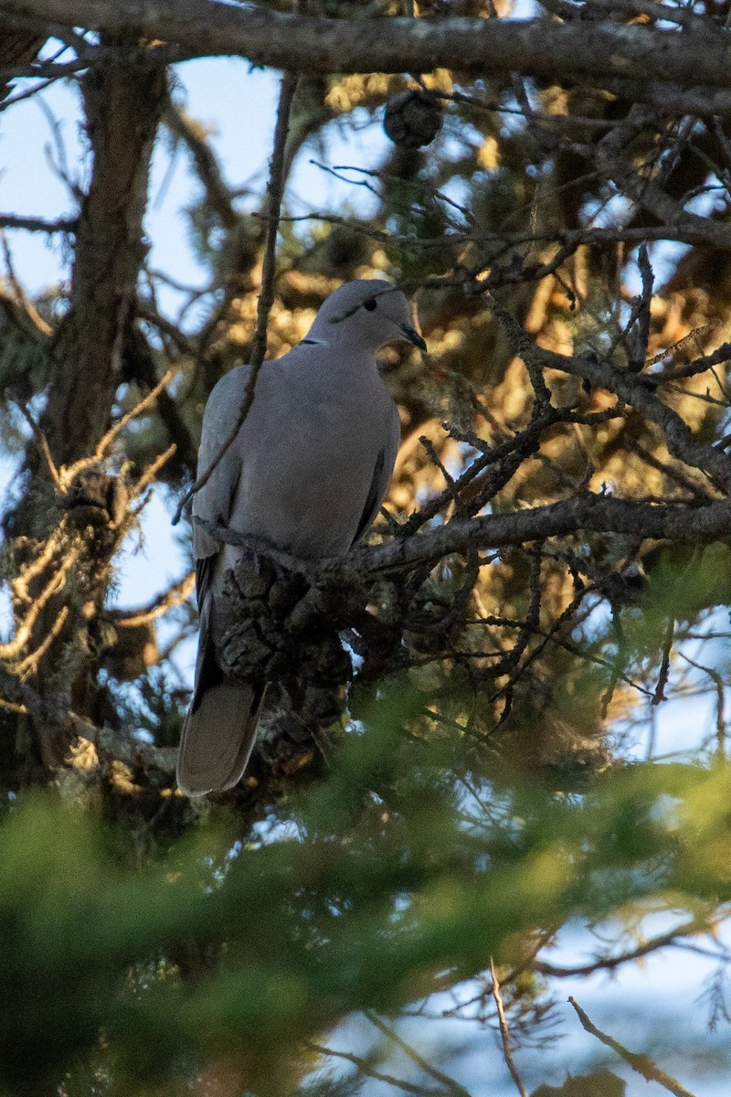 Eurasian Collared-Dove - ML504135011