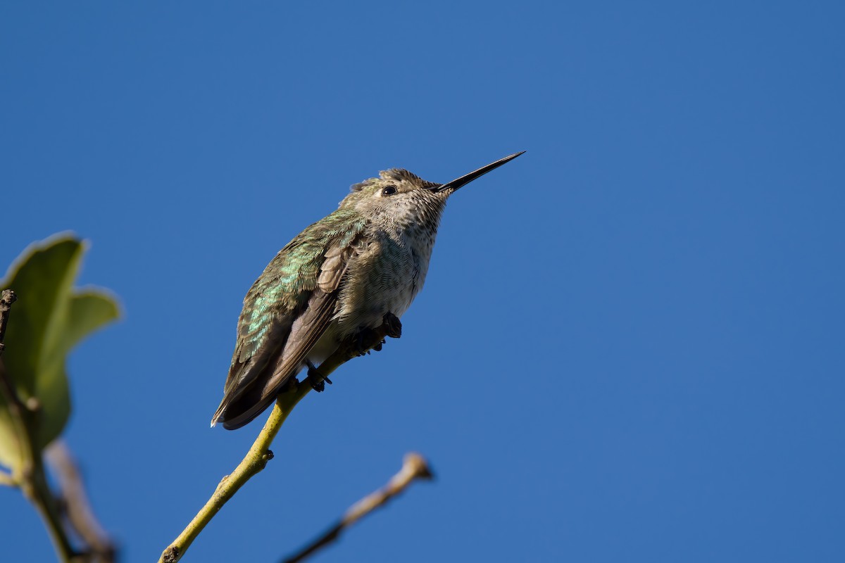 Anna's Hummingbird - ML504138371