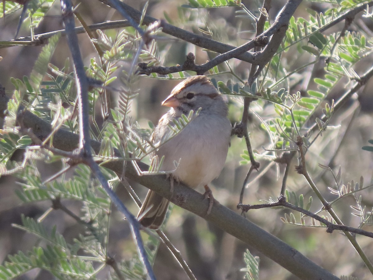 Rufous-winged Sparrow - ML504139611