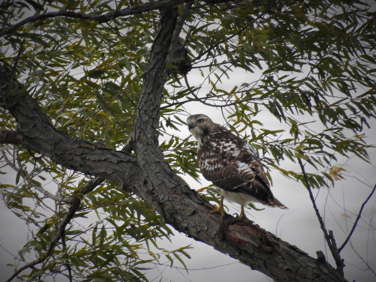 Red-tailed Hawk - ML504139811
