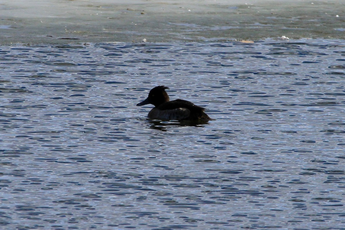 Tufted Duck - ML504140111