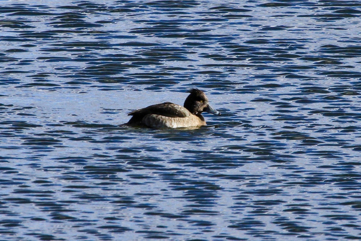 Tufted Duck - ML504140131