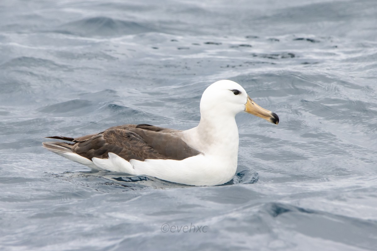 Black-browed Albatross - ML504144241