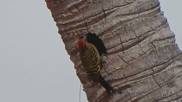 Hispaniolan Woodpecker - ML504145931