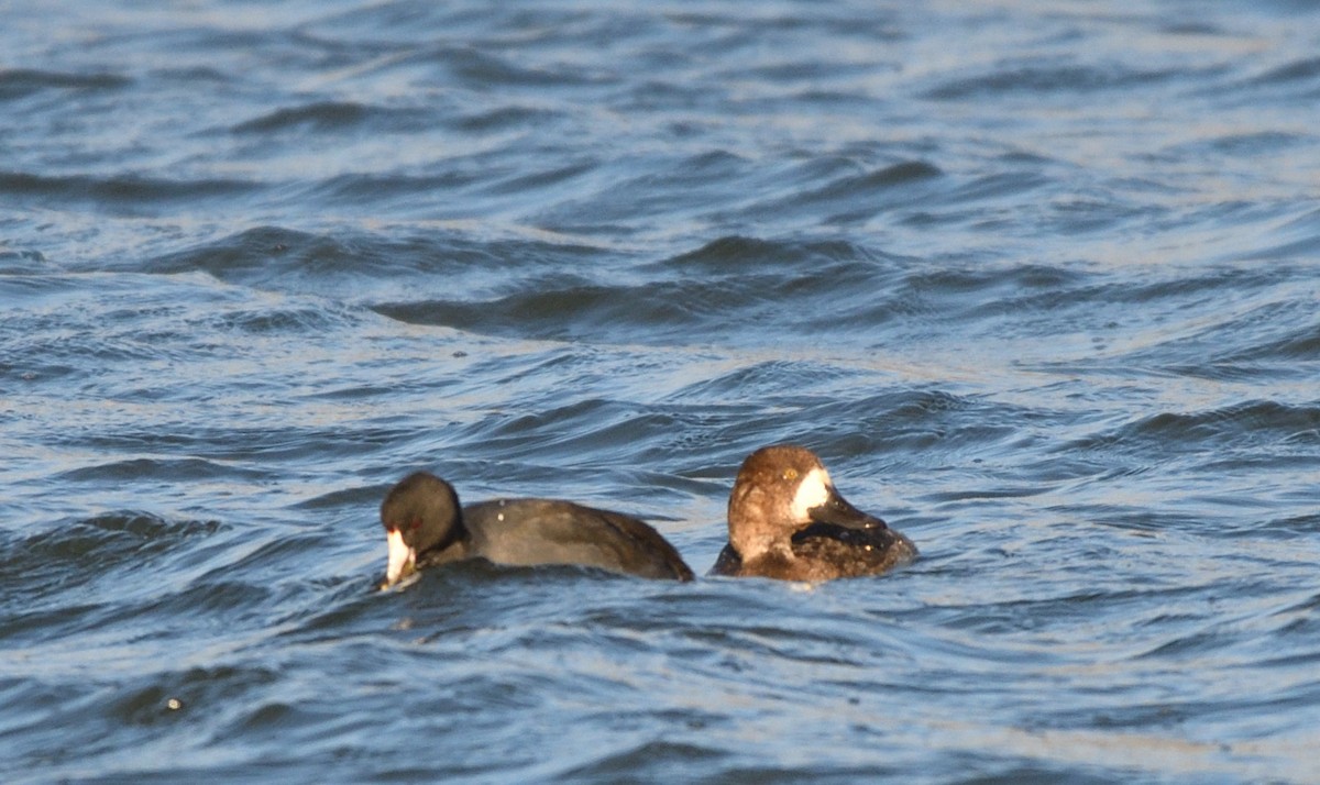 Greater Scaup - ML504146451
