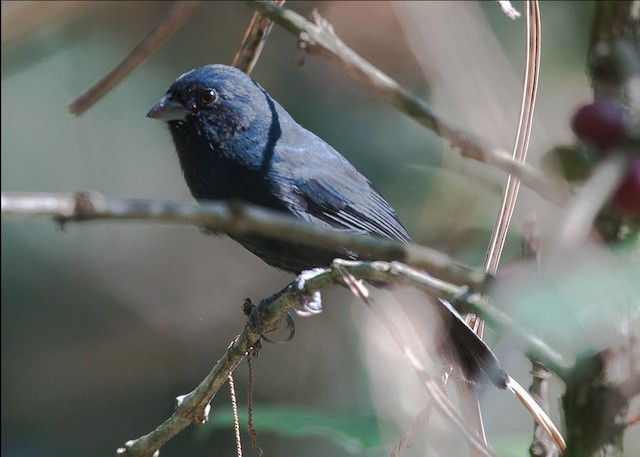  - Blue Seedeater - 