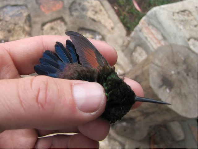 Blue-tailed Hummingbird male - Blue-tailed Hummingbird - 